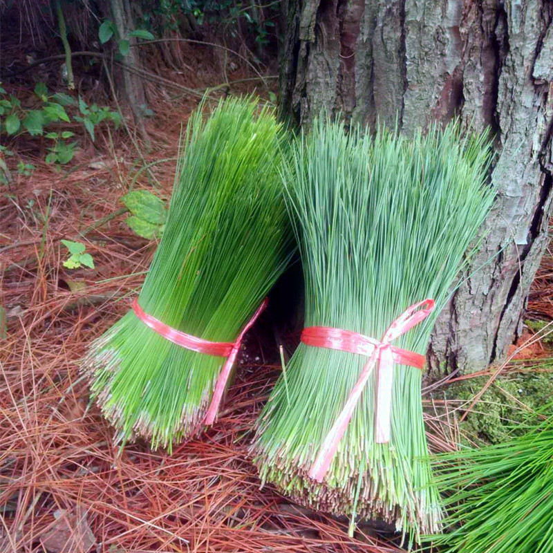 现摘新鲜衡山野生马尾松针叶2斤老树2针松泡养生茶