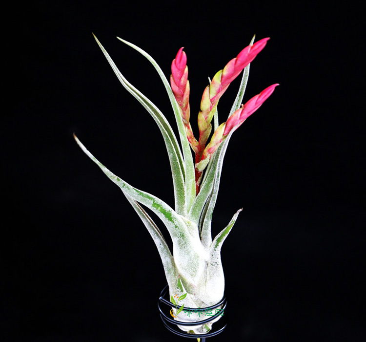 空气凤梨美杜莎女王无土懒人植物办公室书桌绿植绿植