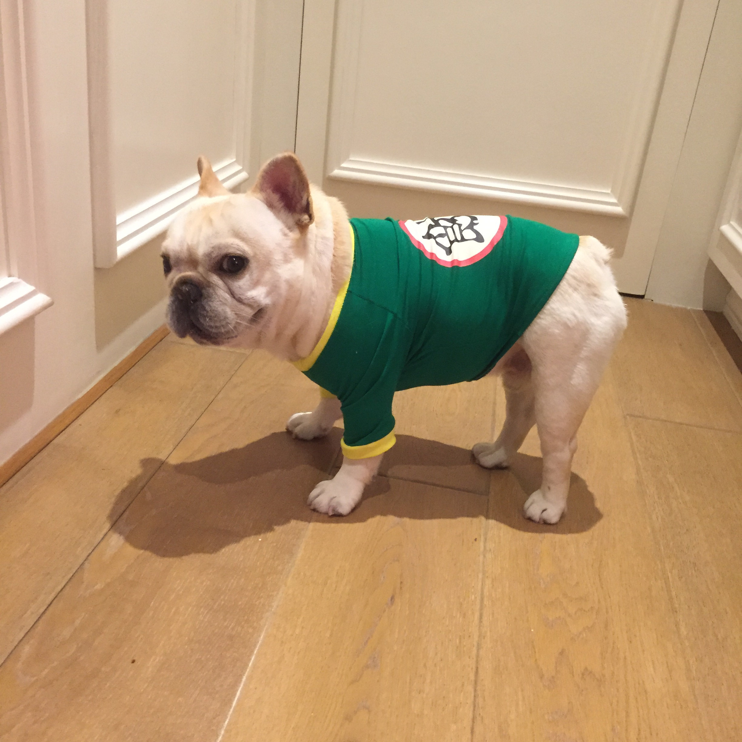 法国斗牛犬狗狗衣服英斗巴哥法斗巴哥纯棉小型犬宠物衣服t恤潮牌