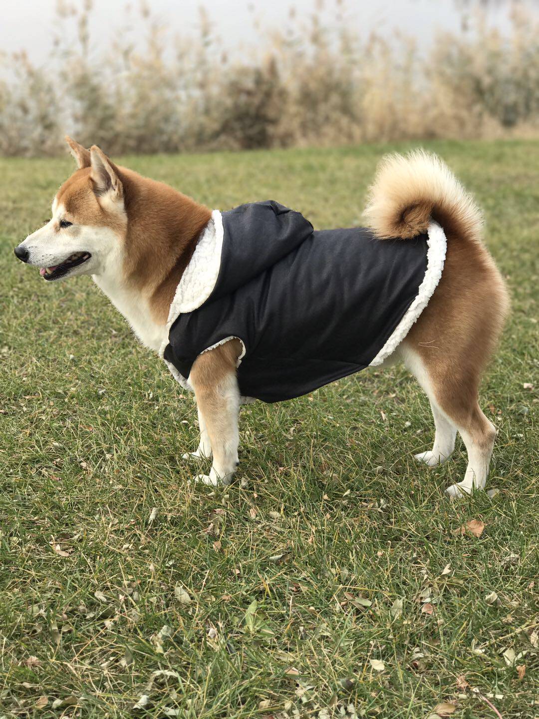 秋冬新款狗皮皮衣羊羔毛皮皮夹克柴犬柯基边牧狗宠物服装