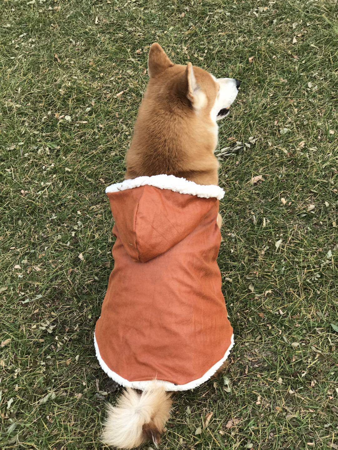 秋冬新款狗皮皮衣羊羔毛皮皮夹克柴犬柯基边牧狗宠物服装