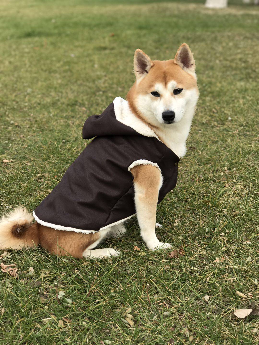 秋冬新款狗皮皮衣羊羔毛皮皮夹克柴犬柯基边牧狗宠物服装