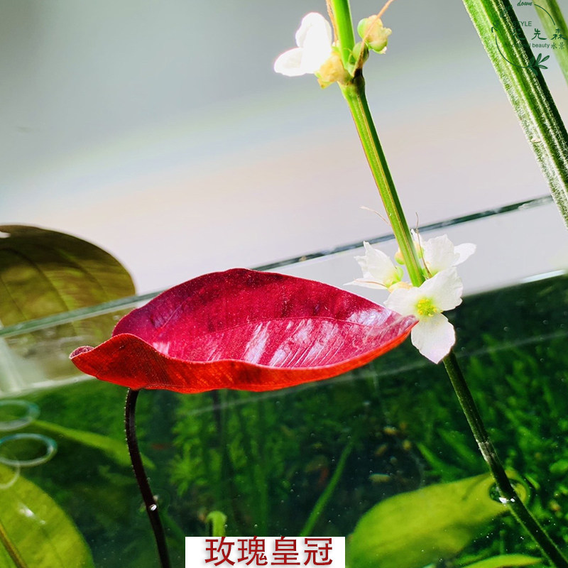 正宗ada阿根廷皇冠挺水植物鱼缸草缸后景水草水草