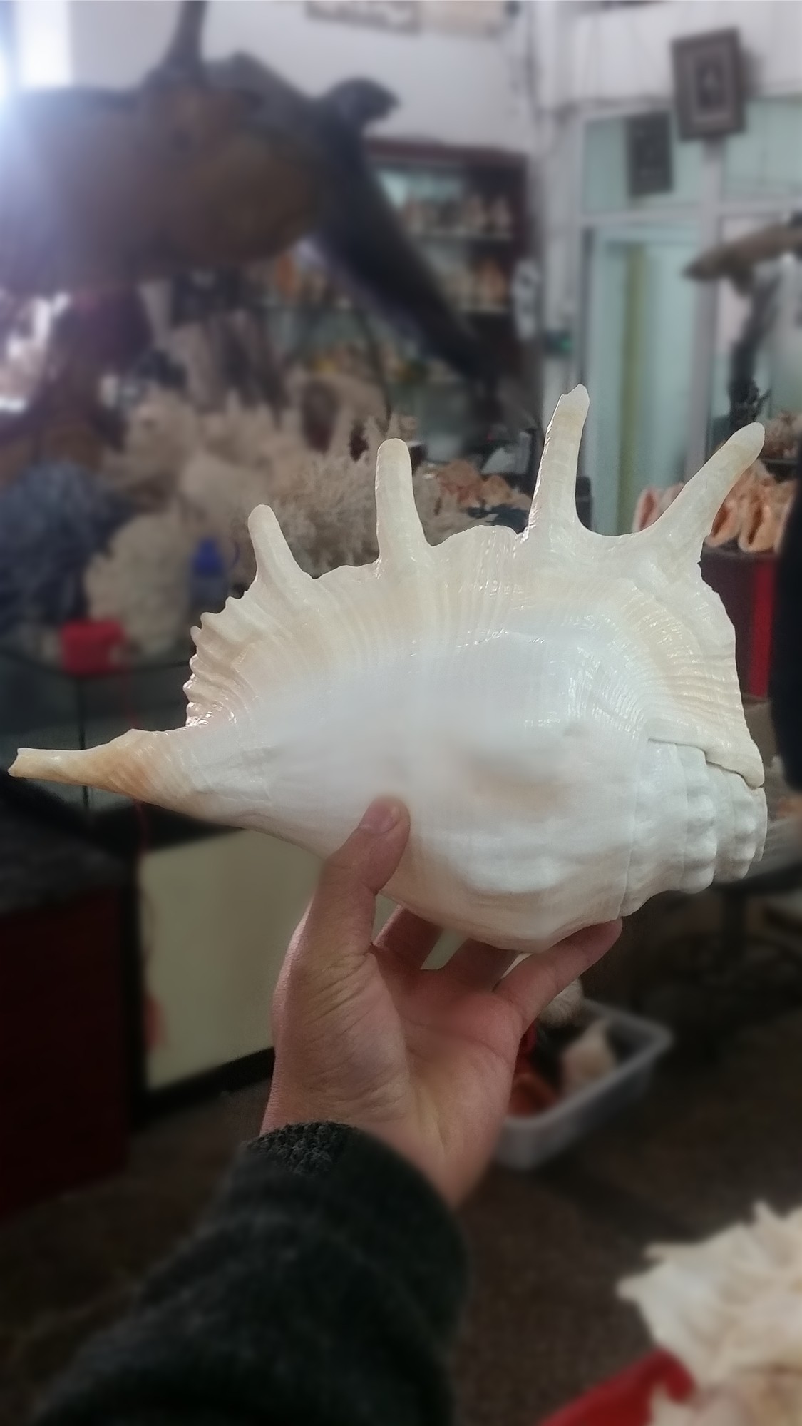 天然超大海螺贝壳七角螺可吹响专用螺号号角海螺