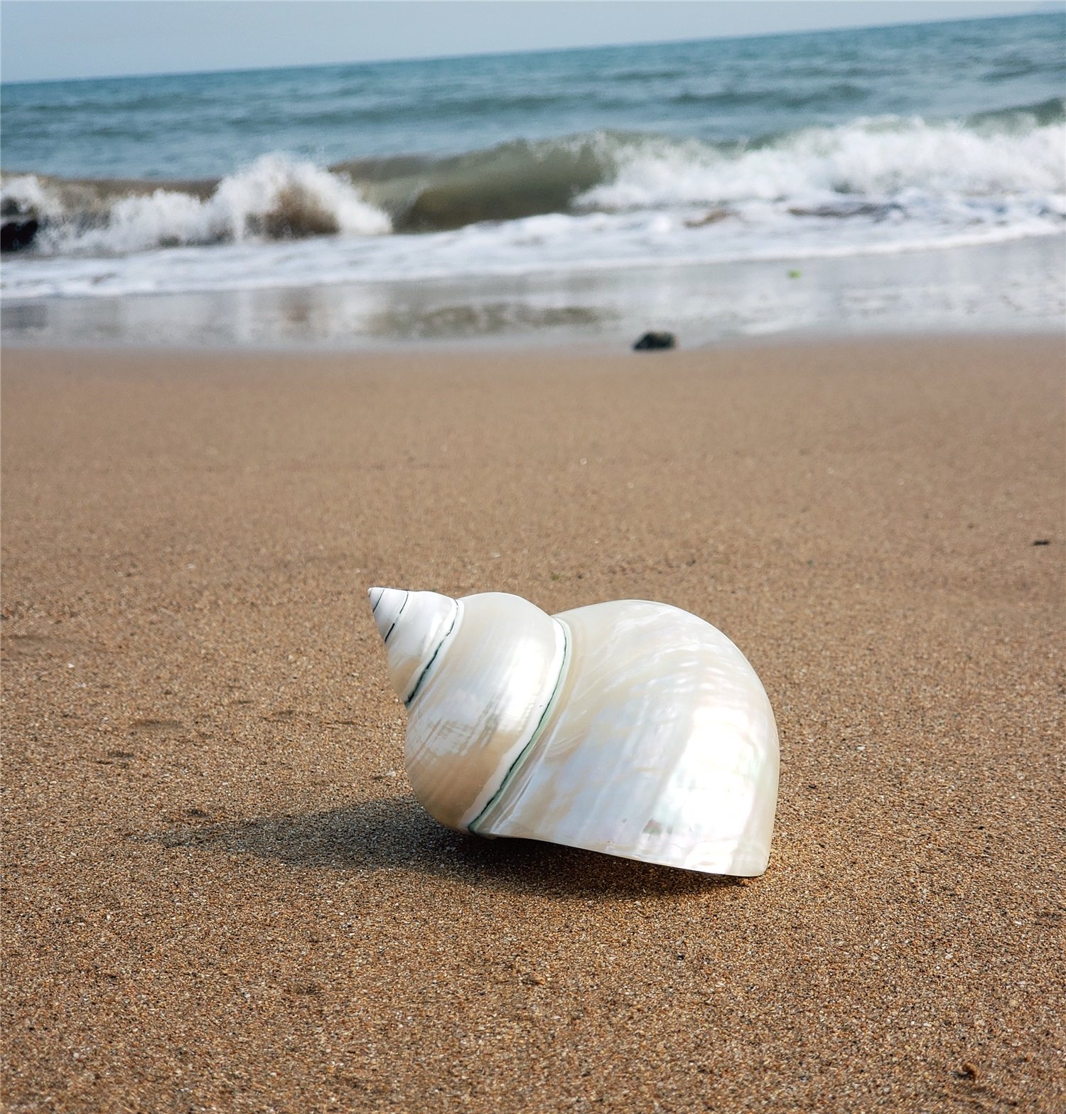 天然大海海螺贝壳超大夜光荧光嵘螺鱼缸造景海螺