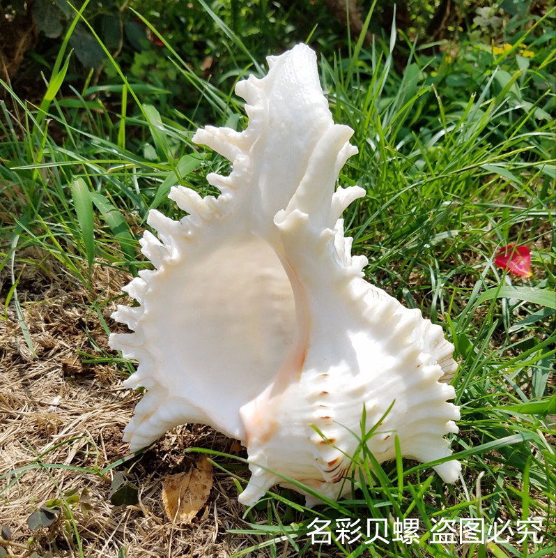 天然大海螺千手菊花螺 超大海螺贝壳 鱼缸造景居家摆件生日礼物