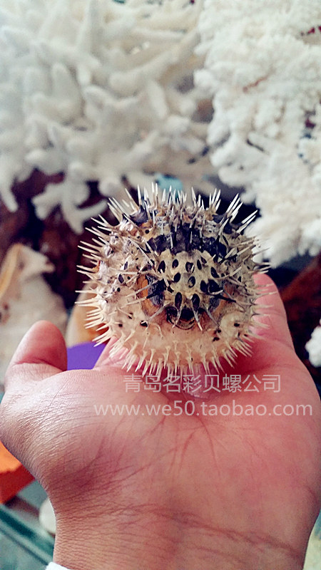 天然珊瑚地台造景鱼缸盆栽摆件大海白珊瑚刺球海螺