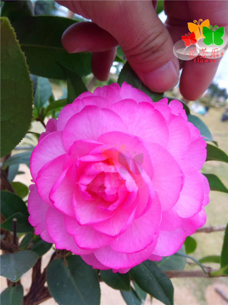 茶花珍品美兰天台阳台窗台庭院盆栽花卉绿植花卉