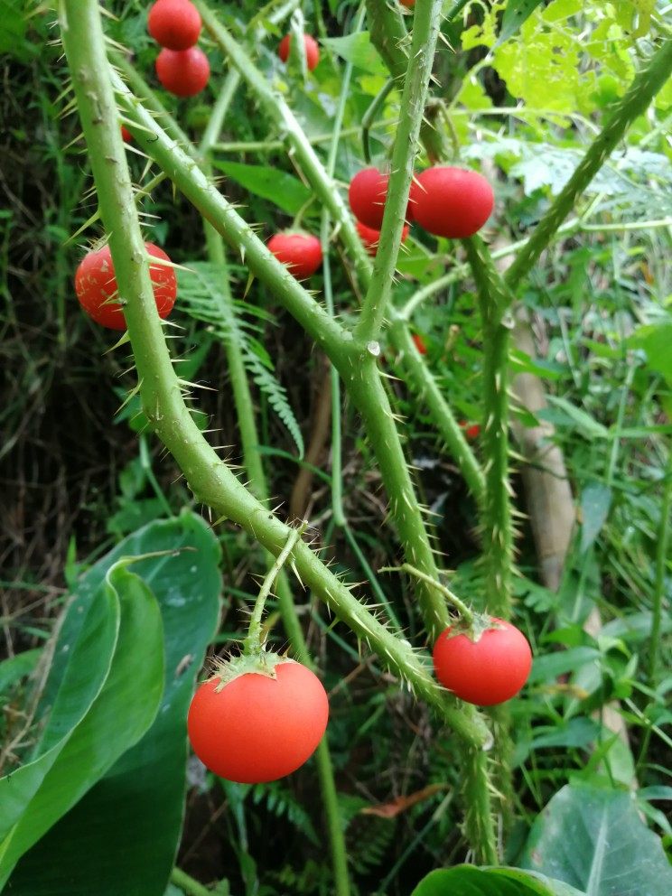 颠茄红果丁茄刺天中草药材盆栽观绿植绿植