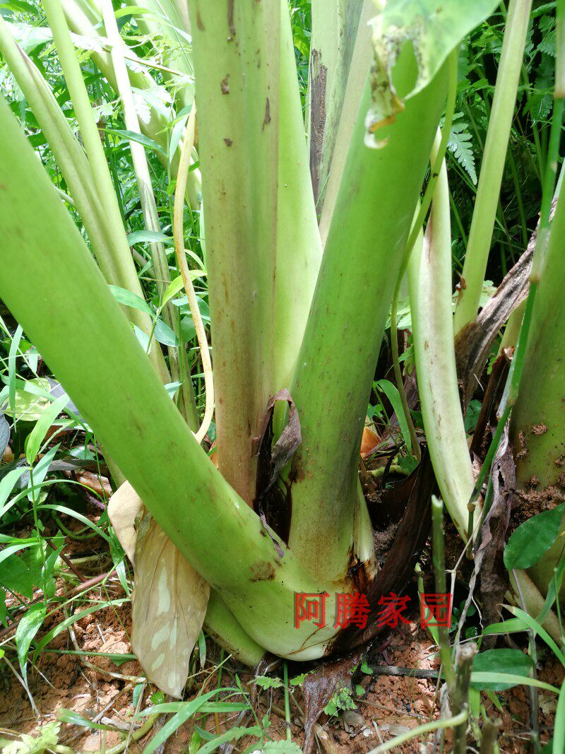 狗爪九头芋狗蹄芋红芽丛生观叶绿植绿植食用观赏绿植