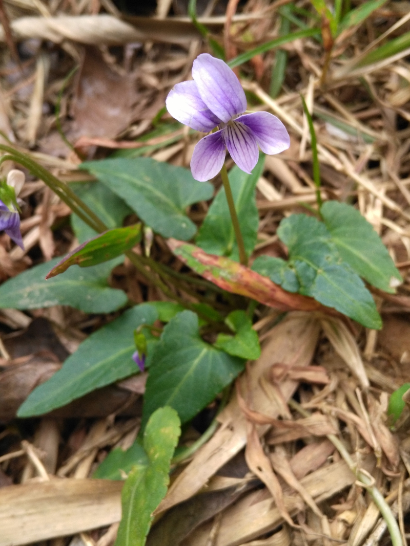 紫花地丁种苗野堇菜苗犁头箭头光瓣堇菜迷你花卉