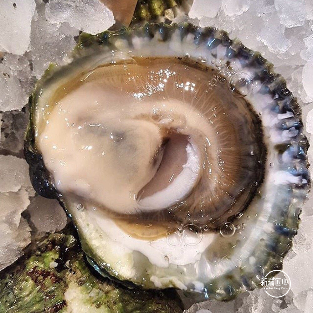 空运进口鲜活生蚝法国贝隆铜蚝12只原装木箱生蚝