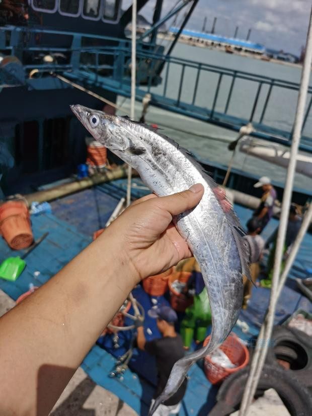 东山渔汇海鲜小眼睛带鱼当夜捕捞野生东海海带带鱼