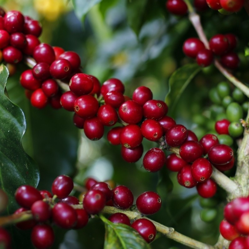 烘焙玻利维亚阿拉西塔瑰夏夏艺圆豆227克下单手冲咖啡豆