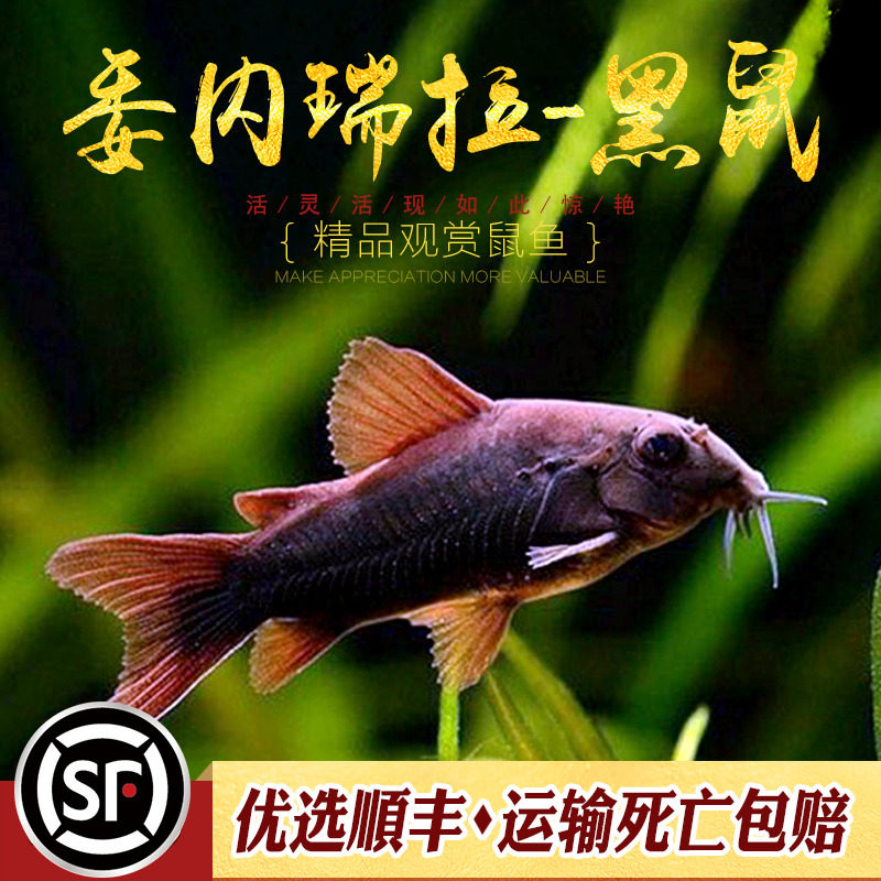 委内瑞拉黑鼠热带鱼底栖鼠鱼尼罗河南美稀有工具翻砂鱼