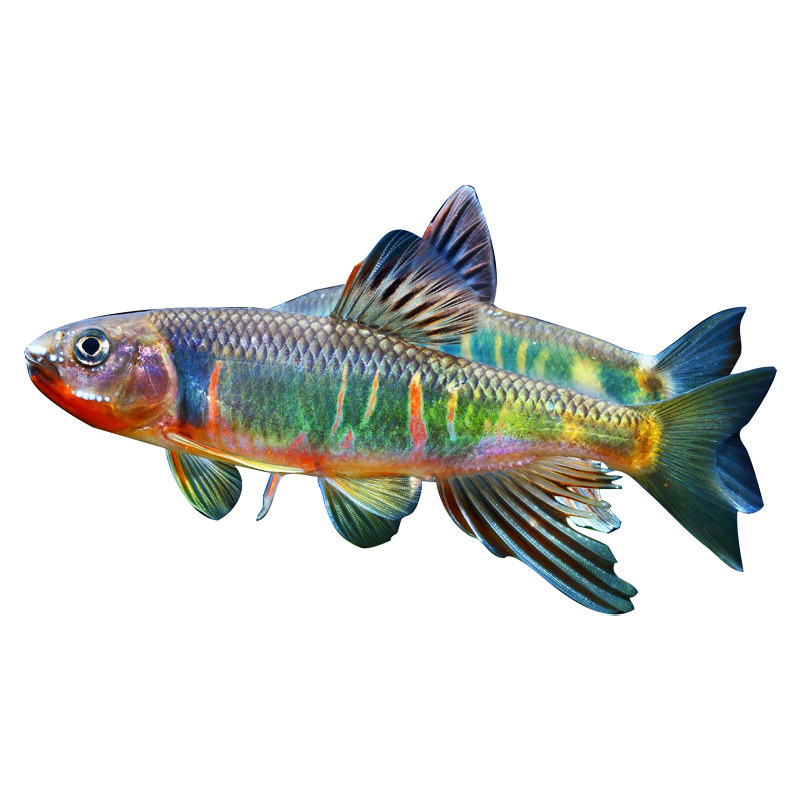 长鳍马口鱲宽鳍鱲异鱲中国原生冷水鱼桃花淡水鱼