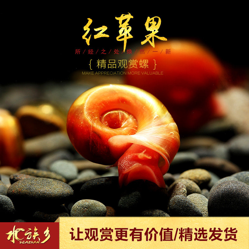 红苹果水草清洁大瓶金宝观赏活体宠物螺