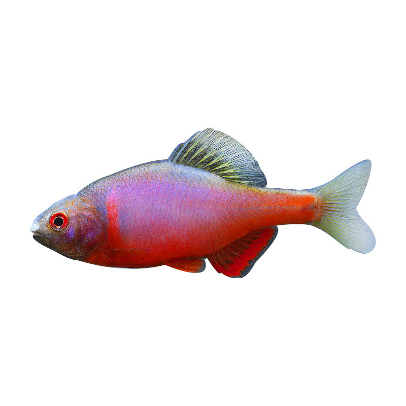 原生西南火山鳑鲏火山旁皮细鳞华鰟鲏淡水观赏活体冷水淡水原生鱼