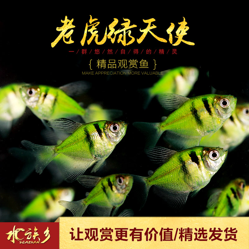 老虎绿天使玻璃拉拉啦啦基因改良荧光鱼不掉色鱼