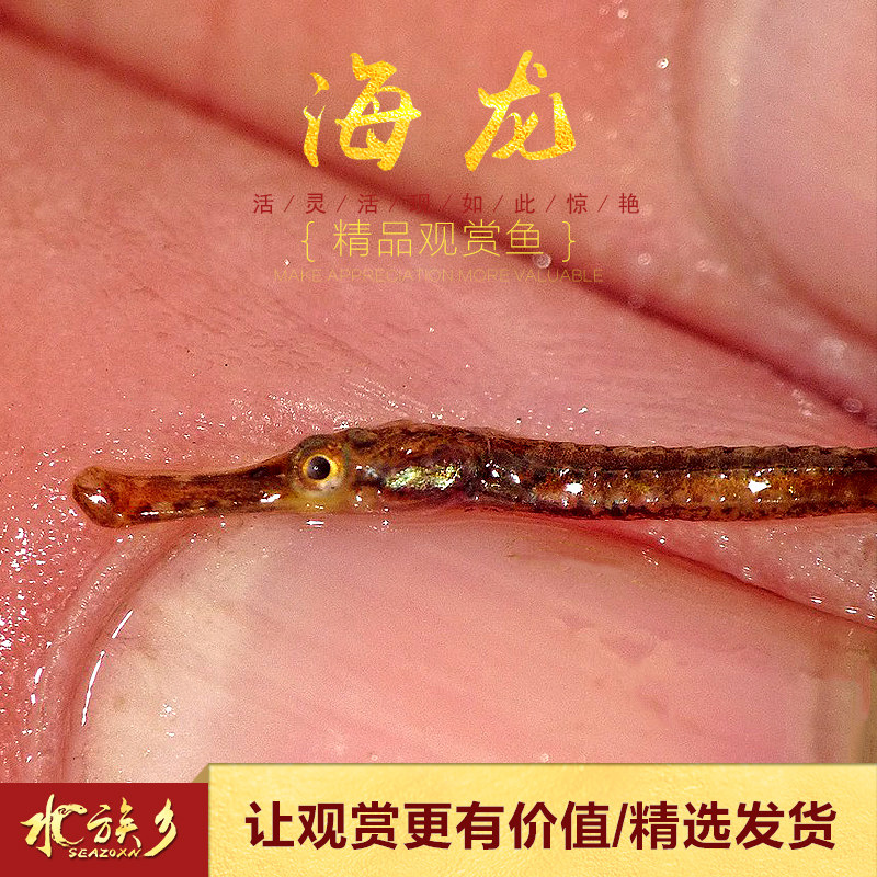 海龙龙鱼绿海趴趴淡水淡化红腹小海热带观赏鱼鱼