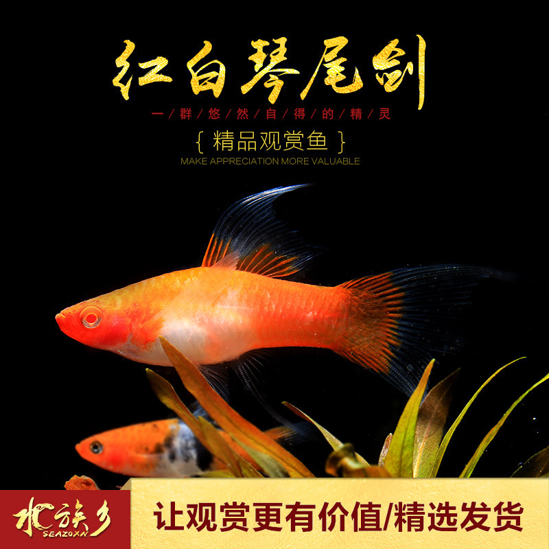 水族乡红白琴尾剑活体双剑剑鱼观赏热带鱼红剑鸳鸯鱼