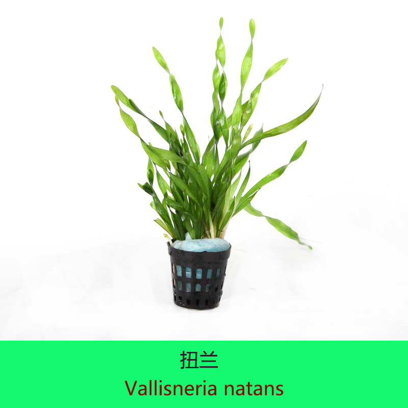 水族乡水兰类水草扭兰水中中叶纽兰中后后景观赏水草