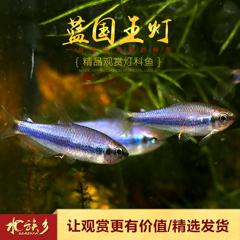 国王蓝国热带灯科鱼水水草缸群帝王蓝帝提灯鱼