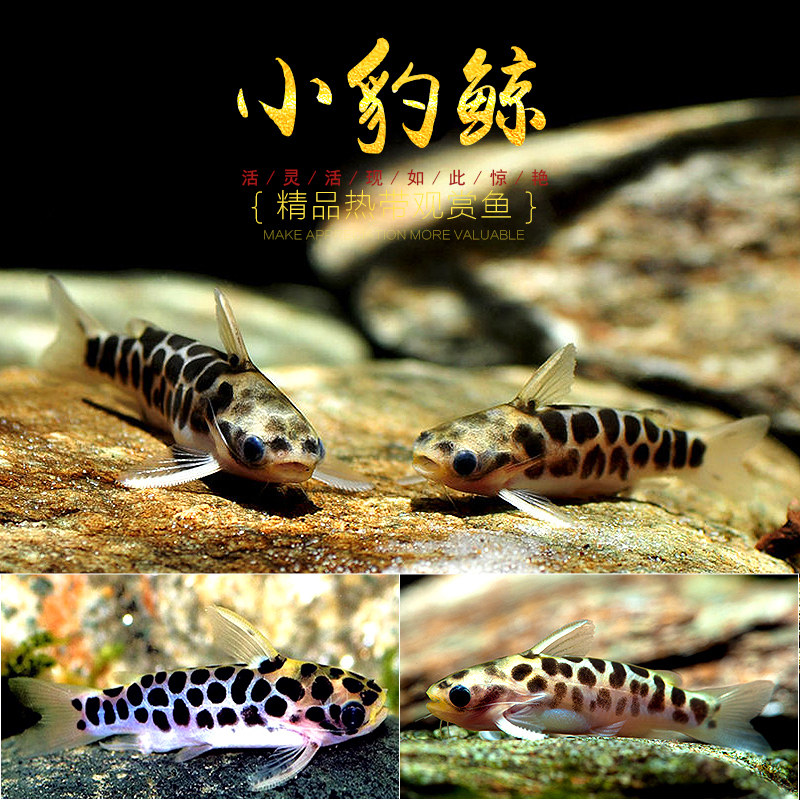 小豹鲸南美鱼缸草缸稀有鱼斑点奶牛迷你豹鲸金小型热带工具观赏鱼
