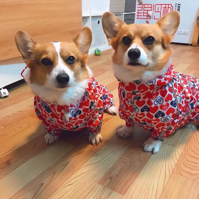 Small short-legged back zipper legs pet raincoat waterproof lightweight breathable soft Small short-legged back zipper legs pet raincoat waterproof lightweight breathable soft