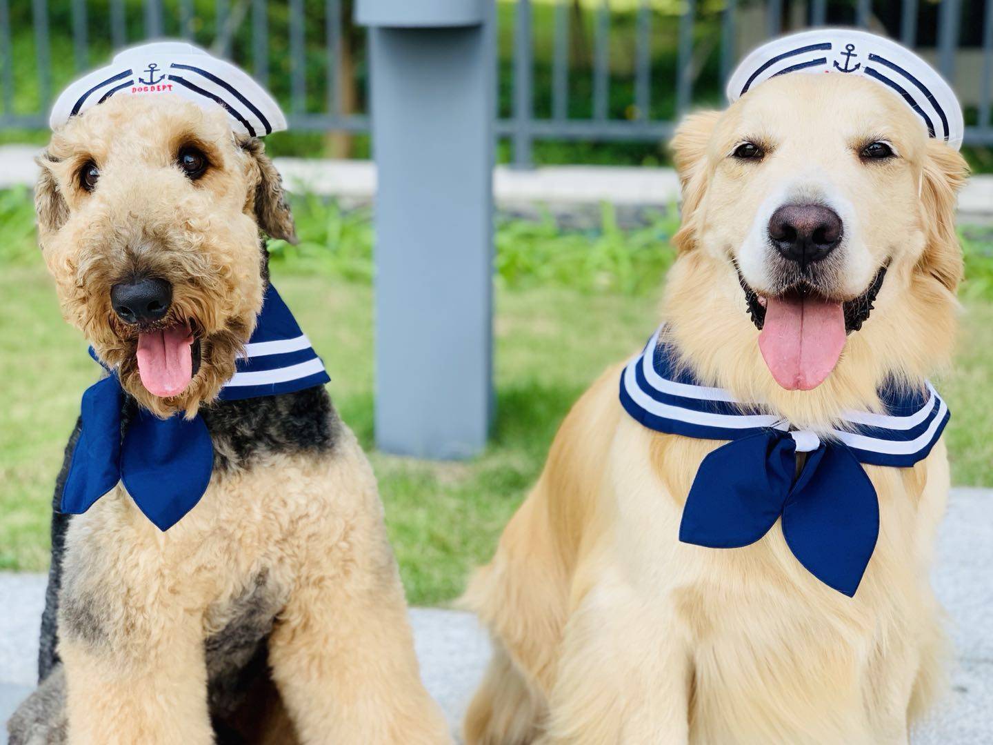 dogdept水手帽子海军风金毛狗狗拍照写真宠物派围巾