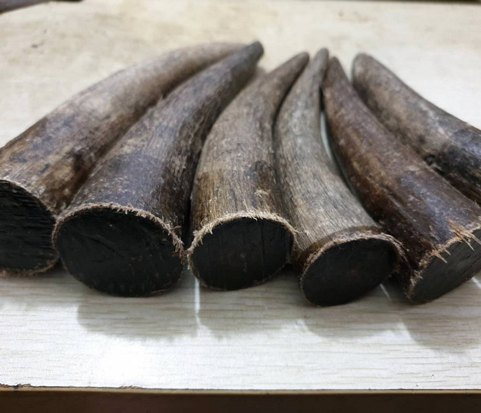 天然西藏实心心黑牦牛牛角尖原料佛头佛珠弹弓其他特色工艺品