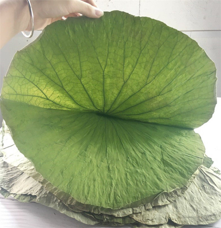 晒干叫花鸡饭糯米整张包子叶莲子湖南大荷叶湖南荷叶