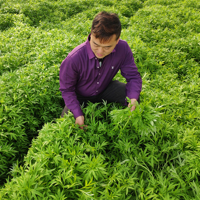 现割现发江西鄱阳湖藜蒿4斤芦蒿3斤黎蒿2斤1斤蔬菜老根带叶叶菜类功效
