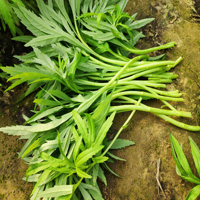 现割现发江西鄱阳湖藜蒿4斤芦蒿3斤黎蒿2斤1斤蔬菜老根带叶叶菜类功效