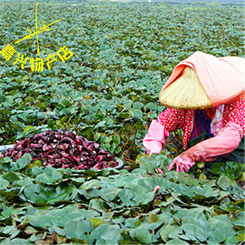 没货嘉兴兴产现采红菱南湖菱红新鲜菱角水果菱角