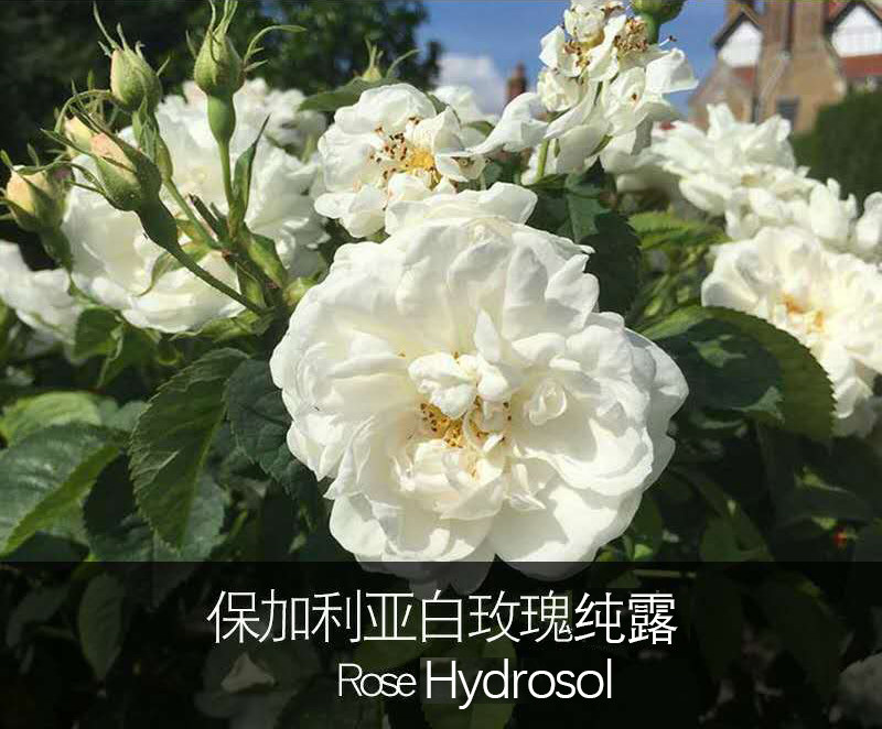 保加利亚白玫瑰纯露亮白补水保湿均匀提亮肤色湿敷纯露