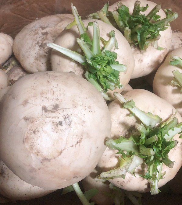 温州新鲜盘菜5斤嫩扁萝卜芜菁蔓菁诸葛菜圆菜头其它