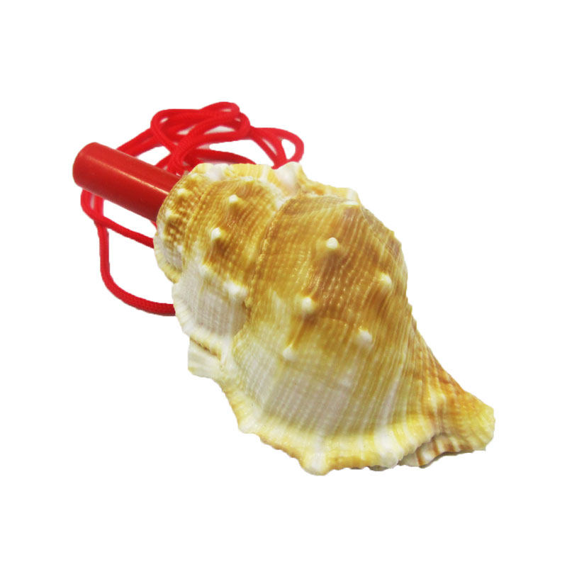 海螺螺号喇叭海海边纪念品扁刺杨桃海地摊吹奏玩具