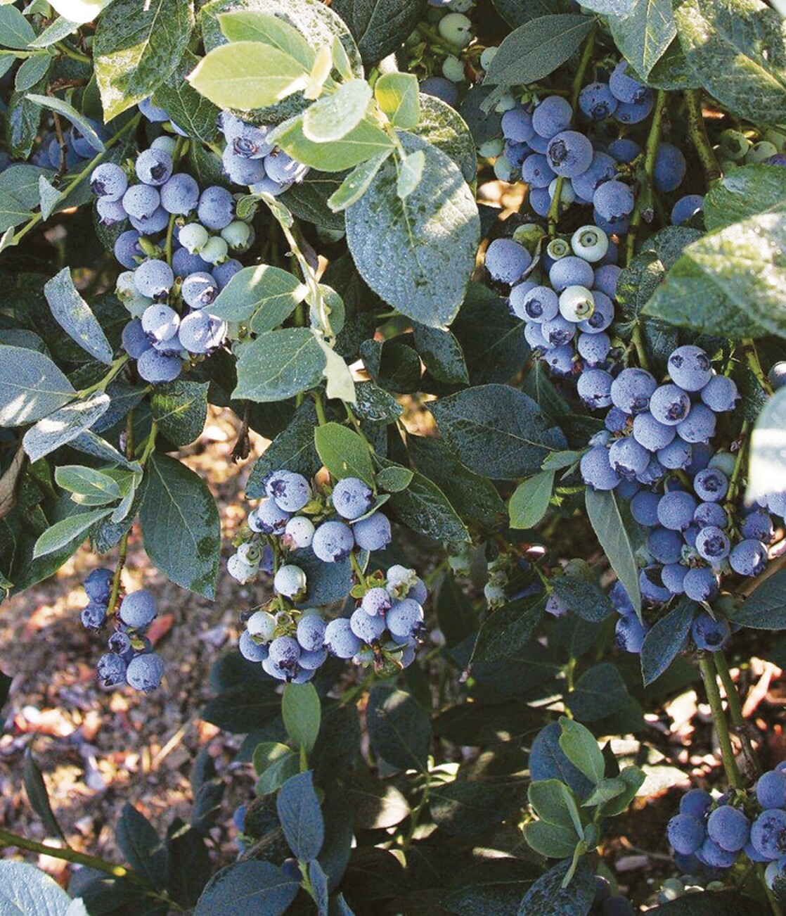 家庭庭院阳台园艺盆栽蓝莓果树钵苗南高品种果树