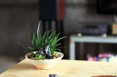 茶桌室内苔藓盆栽植物绿植水生办公室虎须办公绿植