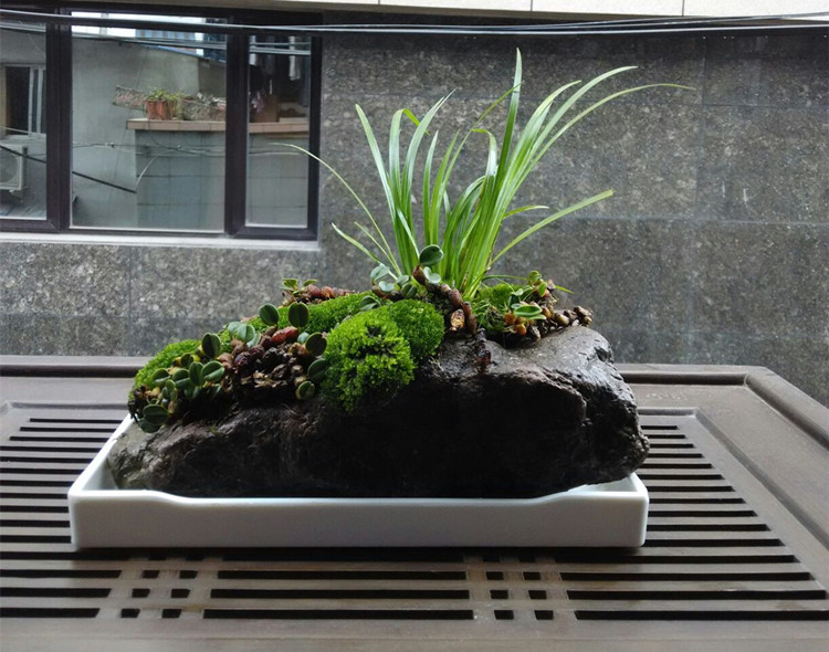 菖蒲盆景成品日式苔藓景观茶道盆栽禅意意虎创意迷你植物