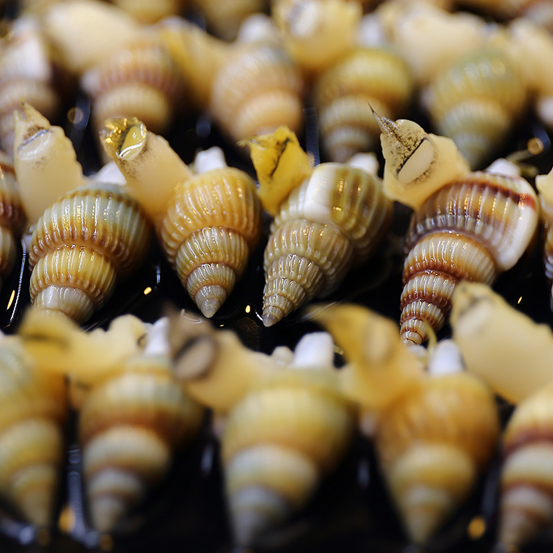 包邮海锥儿海螺丝海瓜子海钉儿丹东原汁熟海鲜田螺私房菜水产贝类