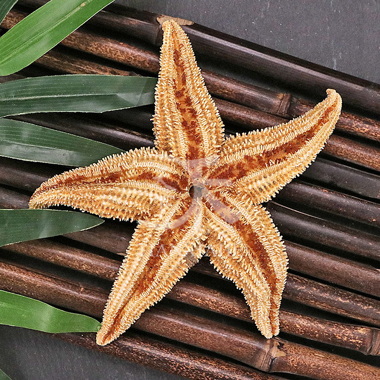 中药材海星干货特产深海五星海盘食用大小煲汤其他药食同源食品