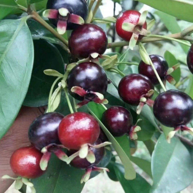 巴西樱桃南北方果树树苗新品种车厘子盘栽地可种植果树