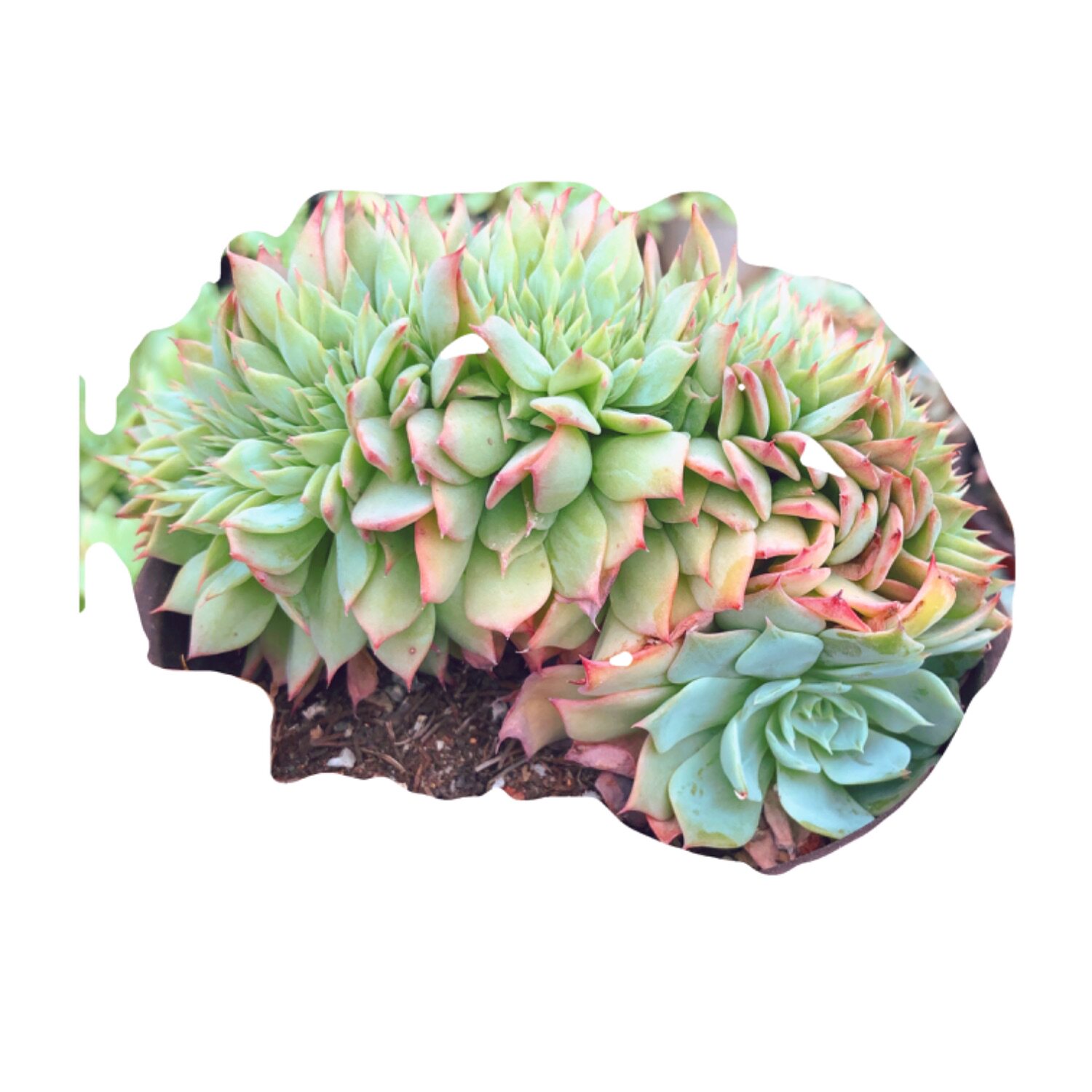 幸运露西缀化龙头多肉植物老桩群生一物一拍多肉植物