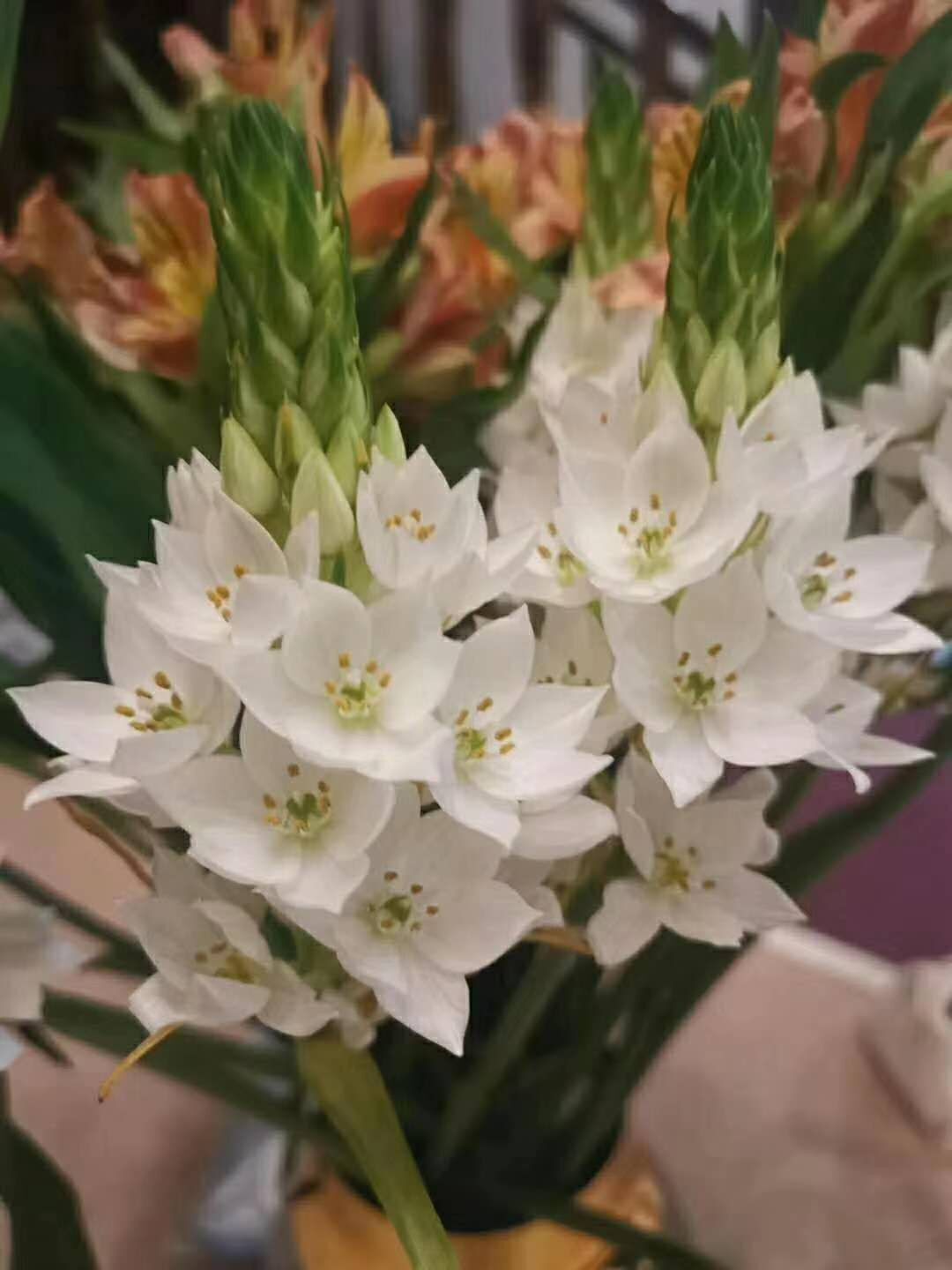 惟心如初云南基地地直优选圣星百合西安同城花材