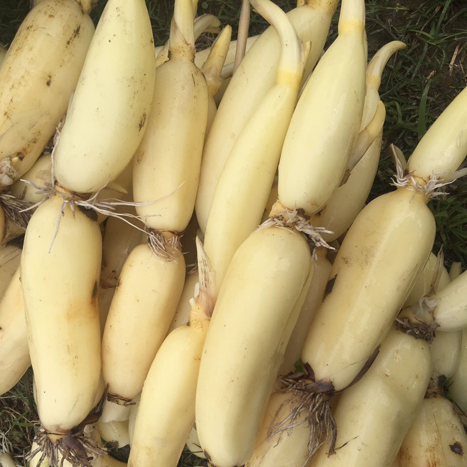 莲藕新鲜湖北洪湖特产水果嫩藕脆藕生吃炒藕莲藕