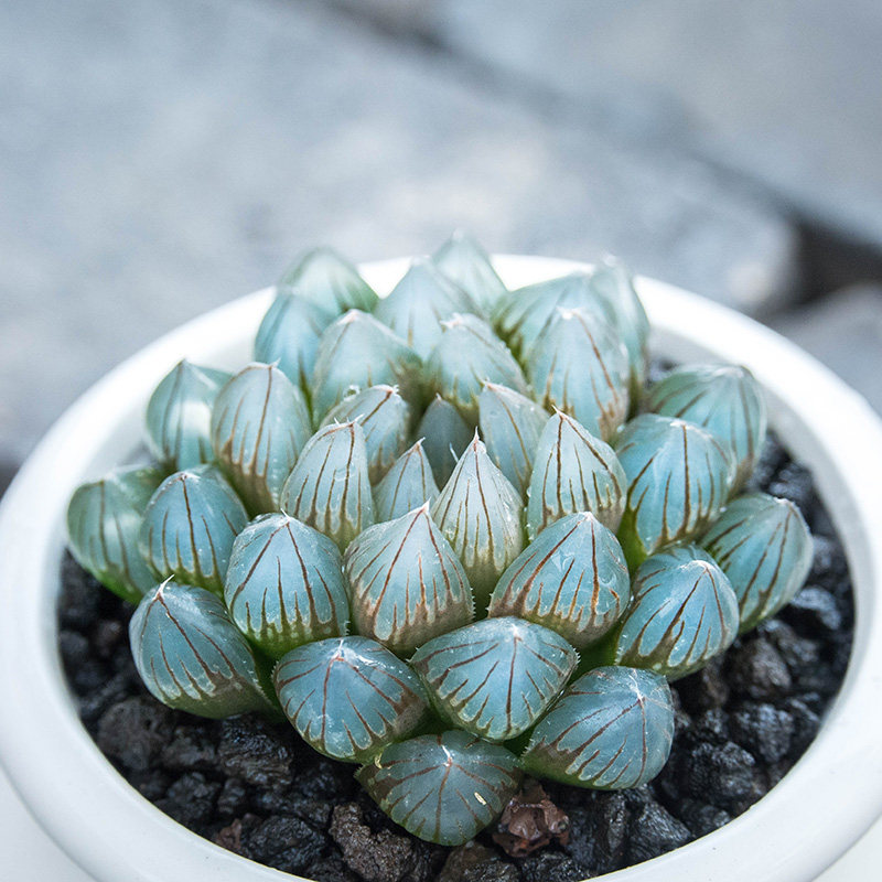 玉露心语馨苑十二二类合集冰灯姬玉露多肉植物多肉植物