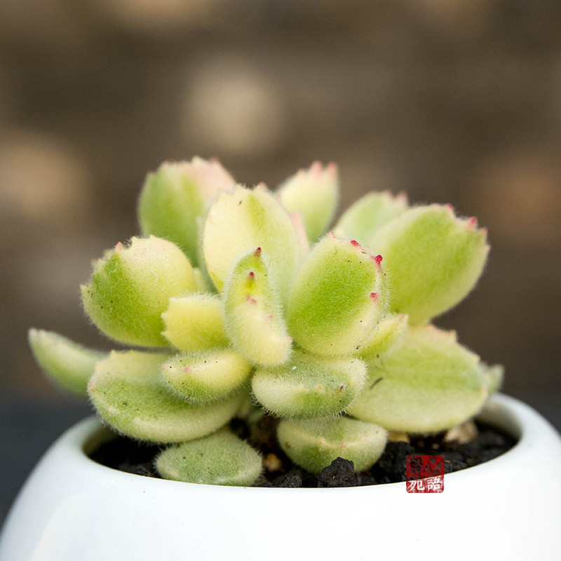 多肉精品白熊熊童子白植物萌肉办公室绿植花卉多肉植物