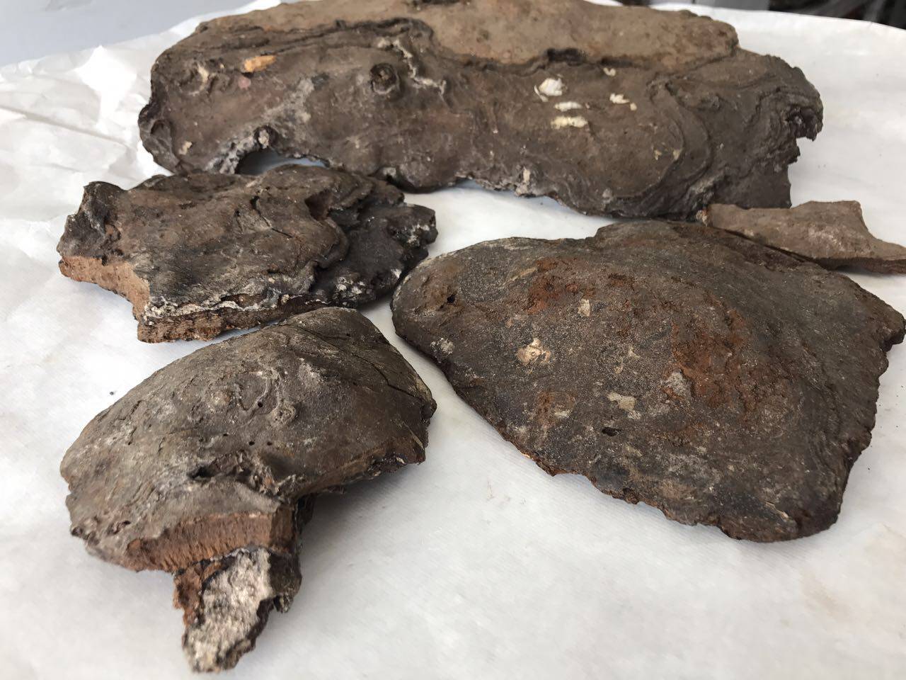 源滋福野野生斑褐孔500g一斤可以免费切要留言整枝灵芝